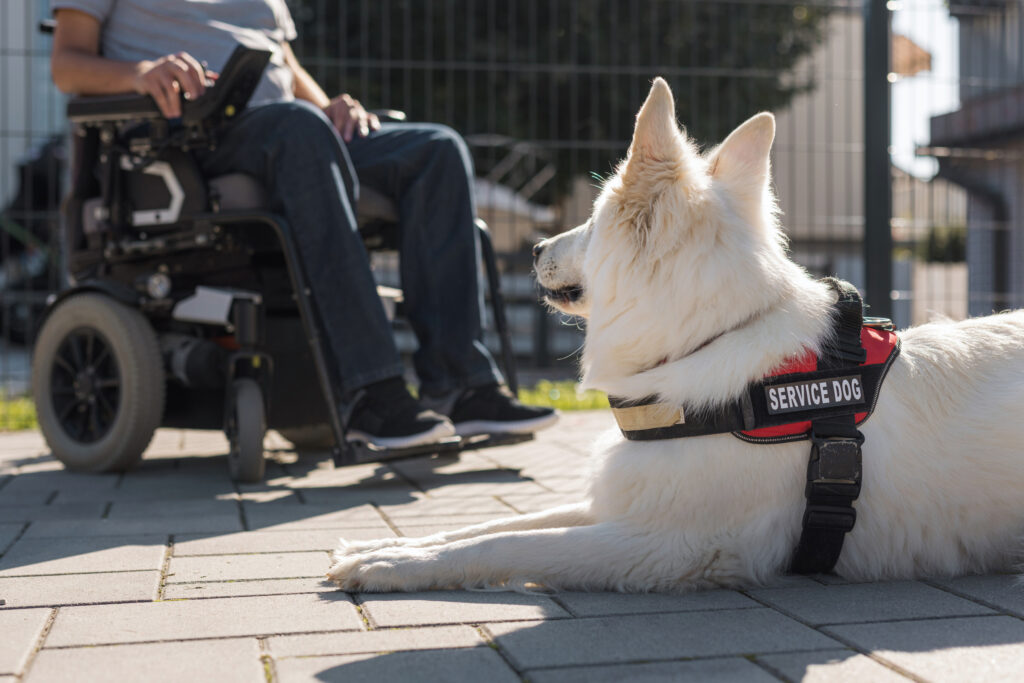 Service Dog